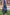 The Derby Dress in Navy